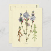 Chicory Postkarte (Vorne/Hinten)
