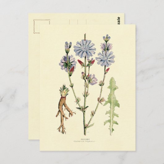 Chicory Postkarte (Vorne/Hinten)