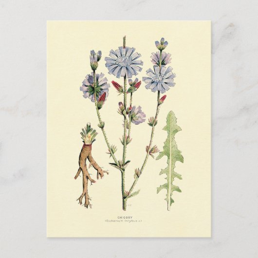 Chicory Postkarte (Vorderseite)