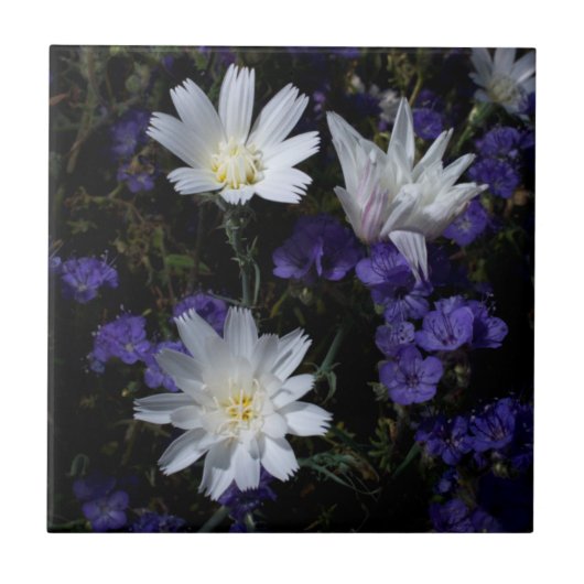 Chicory und Phacelia Wildblumen Fliese (Vorderseite)