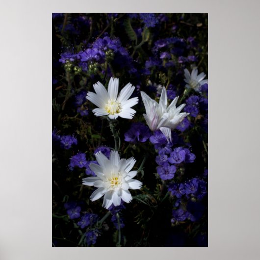 Chicory- und Phacelia-Wildblumen Poster (Vorne)