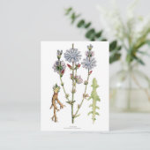 Chicory Vintage Botanik Postkarte (Stehend Vorderseite)