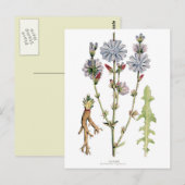 Chicory Vintage Botanik Postkarte (Vorne/Hinten)