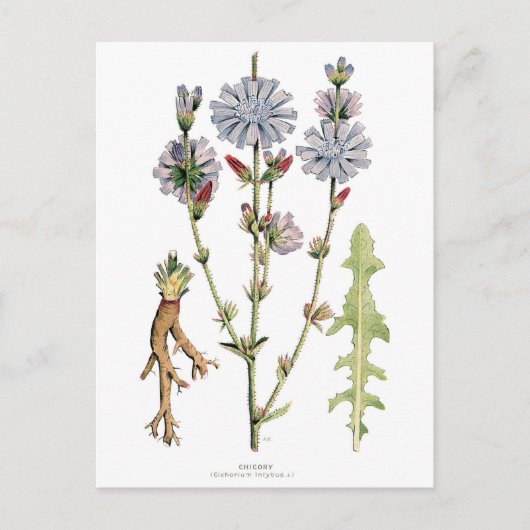 Chicory Vintage Botanik Postkarte (Vorderseite)