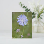 Chicory Wild Blume DIY Postcard Postkarte (Stehend Vorderseite)