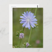 Chicory Wild Blume DIY Postcard Postkarte (Vorne/Hinten)