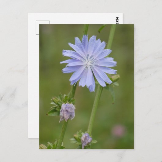 Chicory Wild Blume DIY Postcard Postkarte (Vorne/Hinten)