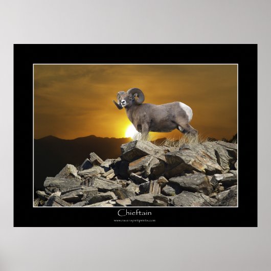 CHIEFTAIN BIG HORD SHEEP Wildlife Foto Poster (Vorne)