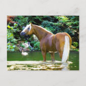 "Chieftain kühlt ab" Postkarte (Vorderseite)