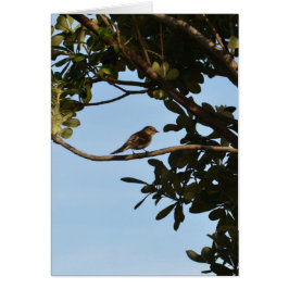 Chiffchaff
