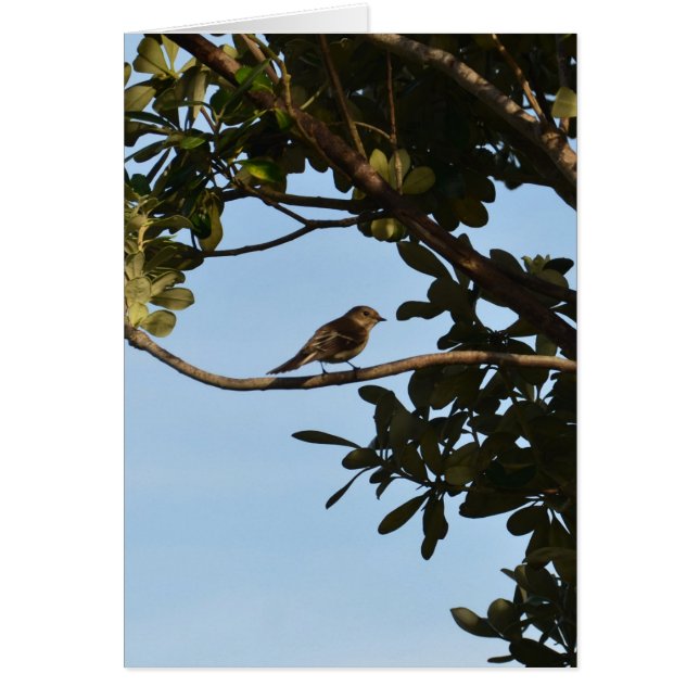 Chiffchaff (Vorne)