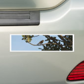 Chiffchaff Autoaufkleber (Auf Auto)