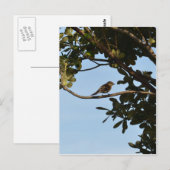 Chiffchaff Postkarte (Vorne/Hinten)