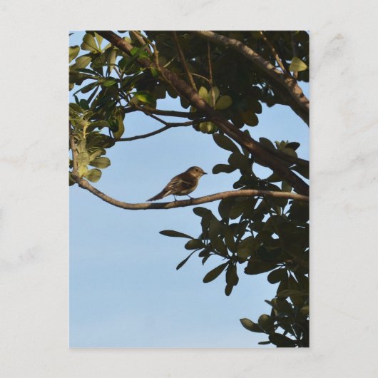 Chiffchaff Postkarte (Vorderseite)