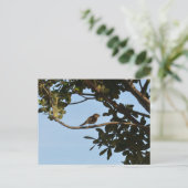 Chiffchaff Postkarte (Stehend Vorderseite)