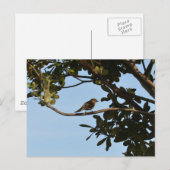 Chiffchaff Postkarte (Vorne/Hinten)