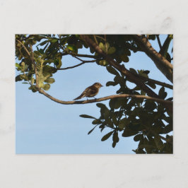 Chiffchaff Postkarte
