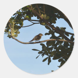 Chiffchaff Runder Aufkleber