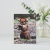 Chihuahamonkey-Postkarte Postkarte (Stehend Vorderseite)