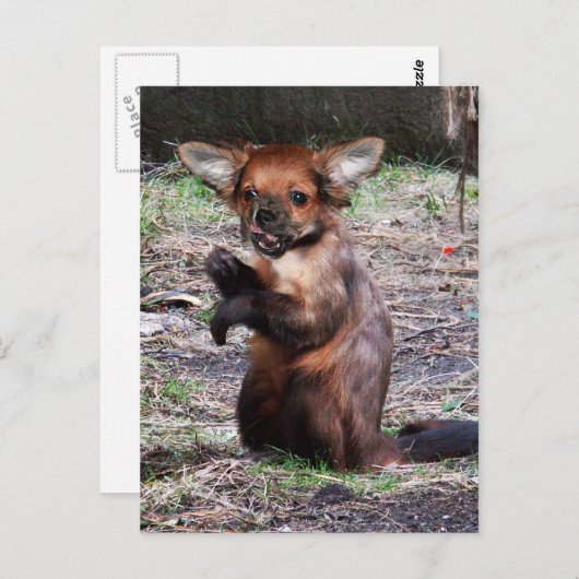 Chihuahamonkey-Postkarte Postkarte (Vorne/Hinten)