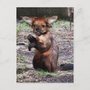 Chihuahamonkey-Postkarte Postkarte