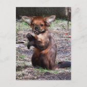 Chihuahamonkey-Postkarte Postkarte (Vorderseite)