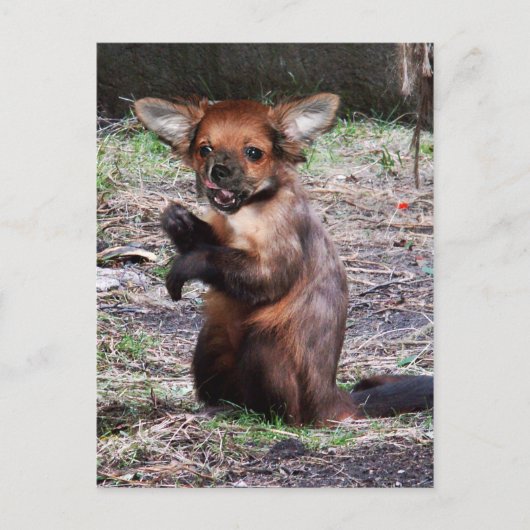 Chihuahamonkey-Postkarte Postkarte (Vorderseite)