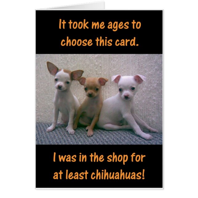 Chihuahua (Vorne)
