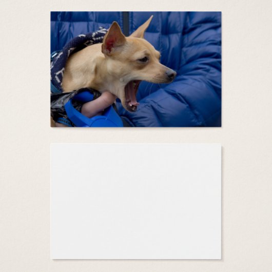 Chihuahua (Vorne & Hinten)