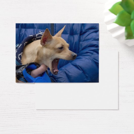 Chihuahua (Schreibtisch)