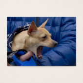 Chihuahua (Vorderseite)