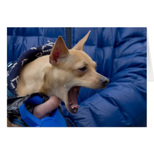 Chihuahua (Vorderseite (Horizontal))