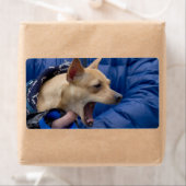 Chihuahua (Insitu)