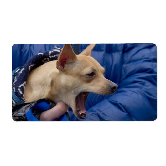 Chihuahua (Vorne)
