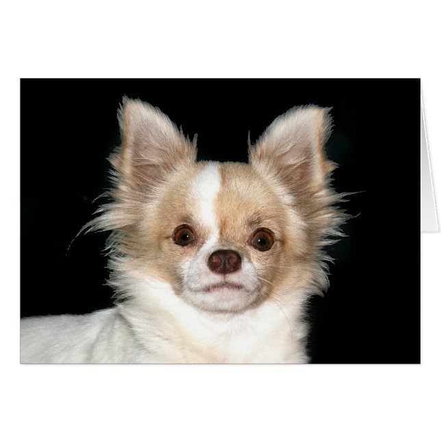 Chihuahua (Vorderseite (Horizontal))