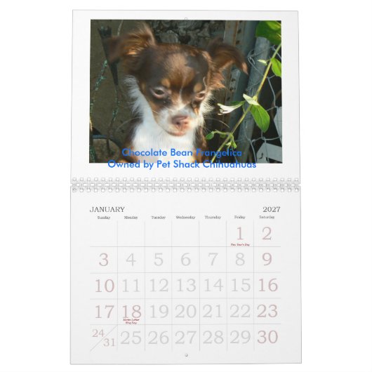 Chihuahua 2011 Calander Kalender (Jan 2027)