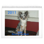 Chihuahua 2011 Calander Kalender (Titelbild)