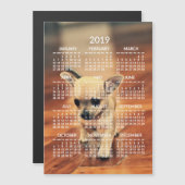 Chihuahua 2019 Kalender Foto Magnetkarte 12x18 (Vorne/Hinten)