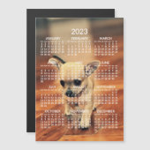Chihuahua 2023 Kalender Foto Magnetkarte (Vorne/Hinten)