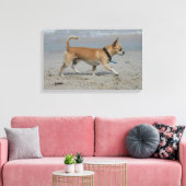 Chihuahua am Strand Leinwanddruck (Insitu (Wohnzimmer))