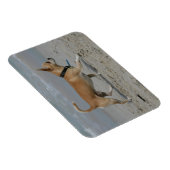 Chihuahua am Strand Magnet (Rechte Seite)