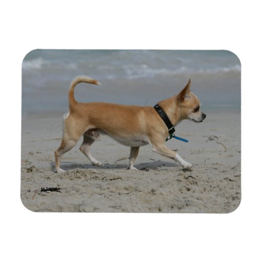Chihuahua am Strand Magnet (Horizontal)