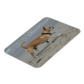 Chihuahua am Strand Magnet (Linke Seite)