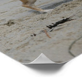 Chihuahua am Strand Poster (Ecke)