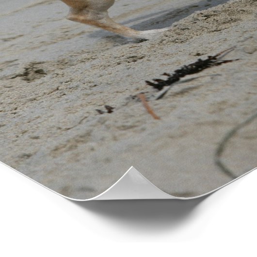 Chihuahua am Strand Poster (Ecke)