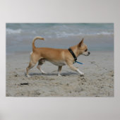 Chihuahua am Strand Poster (Vorne)