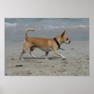 Chihuahua am Strand Poster