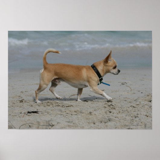 Chihuahua am Strand Poster (Vorne)