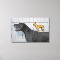 Chihuahua auf dem Rücken von Great Dane
