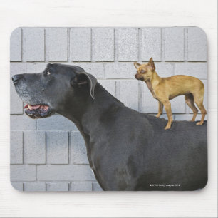 Chihuahua auf dem Rücken von Great Dane Mousepad